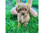 Cavapoo Puppy for sale in Marysville, KS, USA