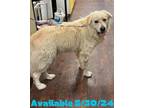 Adopt Dog Kennel #27 a Great Pyrenees