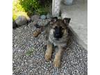 German Shepherd Dog Puppy for sale in El Cajon, CA, USA