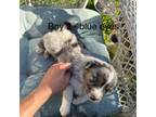 Australian Shepherd Puppy for sale in Durham, NC, USA