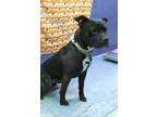 Adopt MOE a Staffordshire Bull Terrier, Mixed Breed