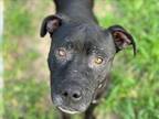 Adopt BRYSON a Staffordshire Bull Terrier, Mixed Breed