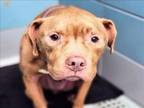 Adopt GORDY a Staffordshire Bull Terrier, Mixed Breed
