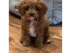 Cavapoo Puppy for sale in Crane, MO, USA