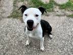 Adopt POGO a American Staffordshire Terrier, Mixed Breed