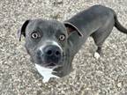 Adopt BARRY a Staffordshire Bull Terrier, Mixed Breed