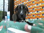 Adopt A1941117 a Labrador Retriever, Mixed Breed