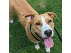 Adopt MAXIMILIO a Staffordshire Bull Terrier, Mixed Breed