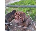Chinese Shar-Pei Puppy for sale in West Lafayette, IN, USA