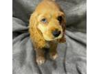 Cocker Spaniel Puppy for sale in Woodville, TX, USA