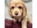 Cocker Spaniel Puppy for sale in Woodville, TX, USA