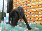 Adopt A1941116 a Labrador Retriever, Mixed Breed