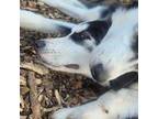 Siberian Husky Puppy for sale in Olathe, KS, USA
