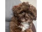 Shih-Poo Puppy for sale in Forney, TX, USA