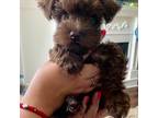 Schnauzer (Miniature) Puppy for sale in Humble, TX, USA