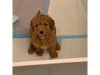 Goldendoodle Puppy for sale in Nashua, NH, USA