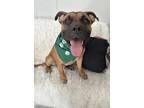 Adopt BRISKET a Staffordshire Bull Terrier, Mixed Breed