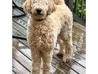 Goldendoodle Puppy for sale in Spring Hill, TN, USA
