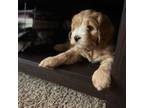 Cavapoo Puppy for sale in Beaverton, OR, USA