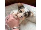 Yorkshire Terrier Puppy for sale in Pasadena, TX, USA