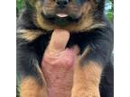 Rottweiler Puppy for sale in Sophia, NC, USA