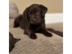 Labrador Retriever Puppy for sale in Clarkston, WA, USA