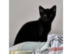 Adopt Wood Grouse a Domestic Short Hair