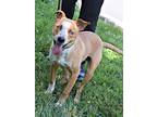 Adopt Arlo a Pit Bull Terrier, Hound