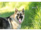 Adopt Pete a German Shepherd Dog, Mixed Breed