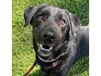 Adopt Scout a Labrador Retriever, Mixed Breed