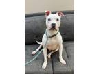 Adopt Cain a Pit Bull Terrier