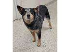Adopt Brumby a Cattle Dog