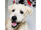 Adopt Theo (C000-272) - Costa Mesa Location a Wheaten Terrier