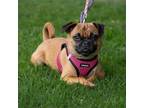Adopt Larry - City of Industry Location a Pug