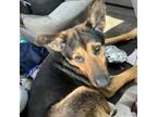 Adopt WAGS-Stray-14422 a German Shepherd Dog