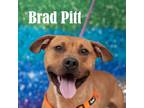 Adopt Brad Pitt a Pit Bull Terrier