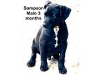 Adopt Sampson a Labrador Retriever