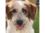 Adopt Archie a Wire Fox Terrier, Mixed Breed