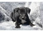 Adopt Blackberry a Black Labrador Retriever, Pit Bull Terrier