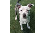 Adopt Bowie 500-24 a Pit Bull Terrier, Mixed Breed