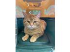 Adopt Highwire a Domestic Short Hair