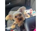 Adopt Jayno a Yorkshire Terrier