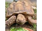 Adopt Louis Hamilton a Turtle