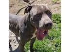 Adopt Pickle a Staffordshire Bull Terrier, Pit Bull Terrier