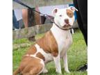 Adopt Topeka a American Staffordshire Terrier