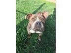 Adopt Journey a American Bully