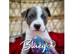 Adopt Bluey SUMMER a Pit Bull Terrier, Mixed Breed