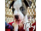 Adopt Toby SUMMER a Pit Bull Terrier, Mixed Breed