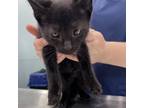 Adopt Mighty Midnight a Domestic Short Hair