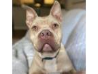 Adopt Snoop a American Staffordshire Terrier